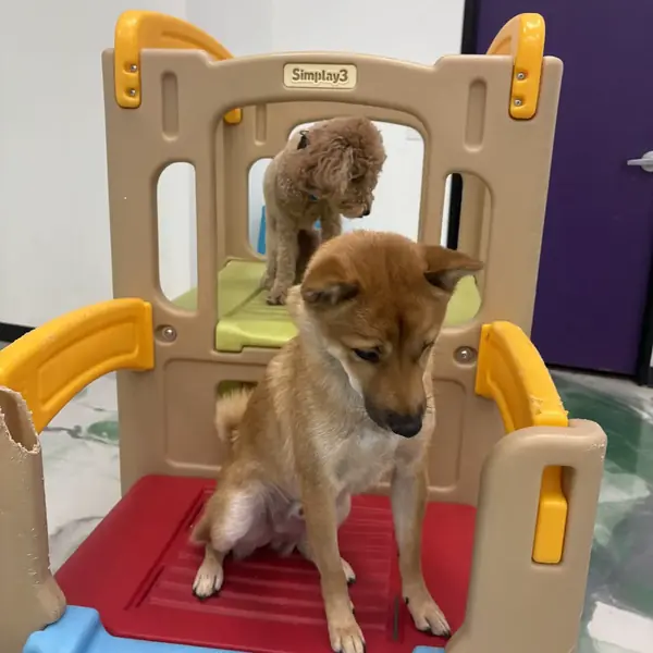Overnight guest settled in at K9 Rox Club